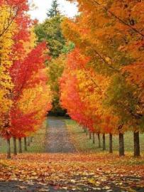 Colored fall Trees