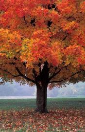 Gorgeous fall tree